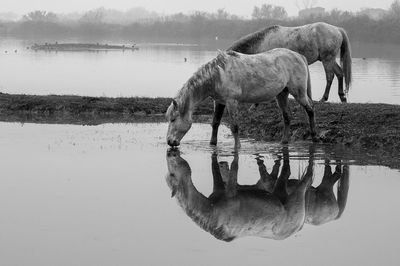 Side view of horse drinking water in lake