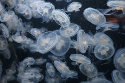 Close-up of jellyfish