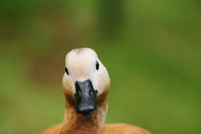 Close-up of duck