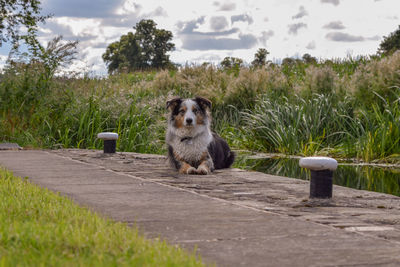 Portrait of dog sitting against plants