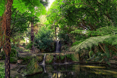 Scenic view of waterfall in forest