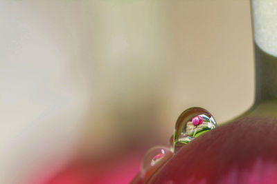 Close-up of wet pink flowering plant