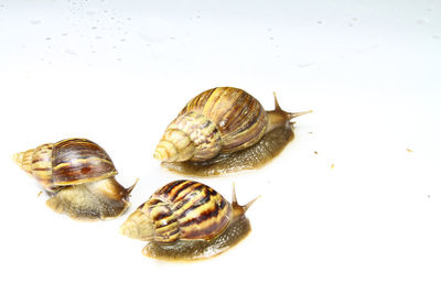 Close-up of snail against white background