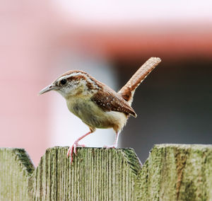 Close-up of a bird