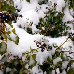 Close-up of snow on plant