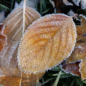 Close-up of frozen plant