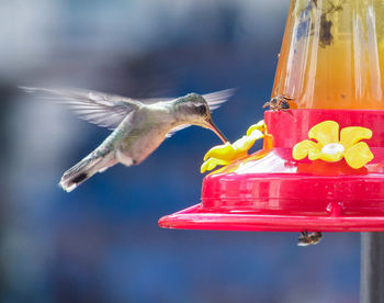 View of bird flying