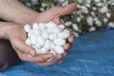 High angle view of hands holding pebbles