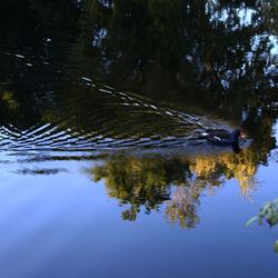 Reflection of trees in lake