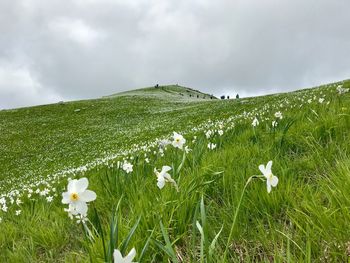 White flowering plants on field against sky