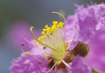 Close-up of pink flowering plant