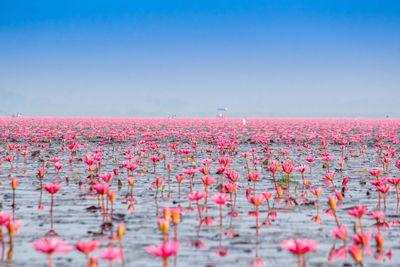 Close-up of pink flowering plants against sky