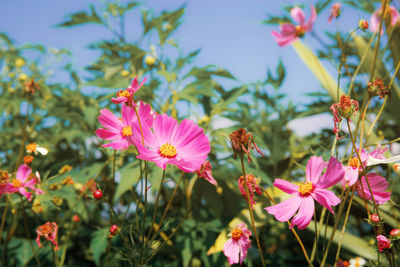 Close-up of pink cosmos flowers