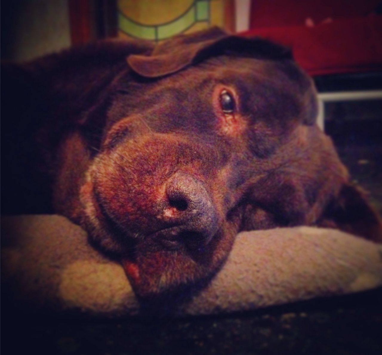 pets, domestic animals, indoors, animal themes, one animal, mammal, dog, relaxation, close-up, home interior, animal head, resting, focus on foreground, lying down, portrait, looking at camera, home, sofa, no people