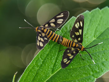Close-up of butterfly on leaf