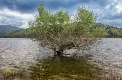 Tree by lake against sky