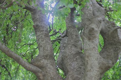 Trees in forest