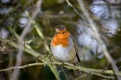 Close-up of bird perching on branch