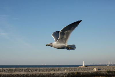 Seagull flying against clear sky