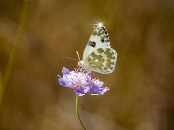 Close-up of butterfly pollinating on purple flower