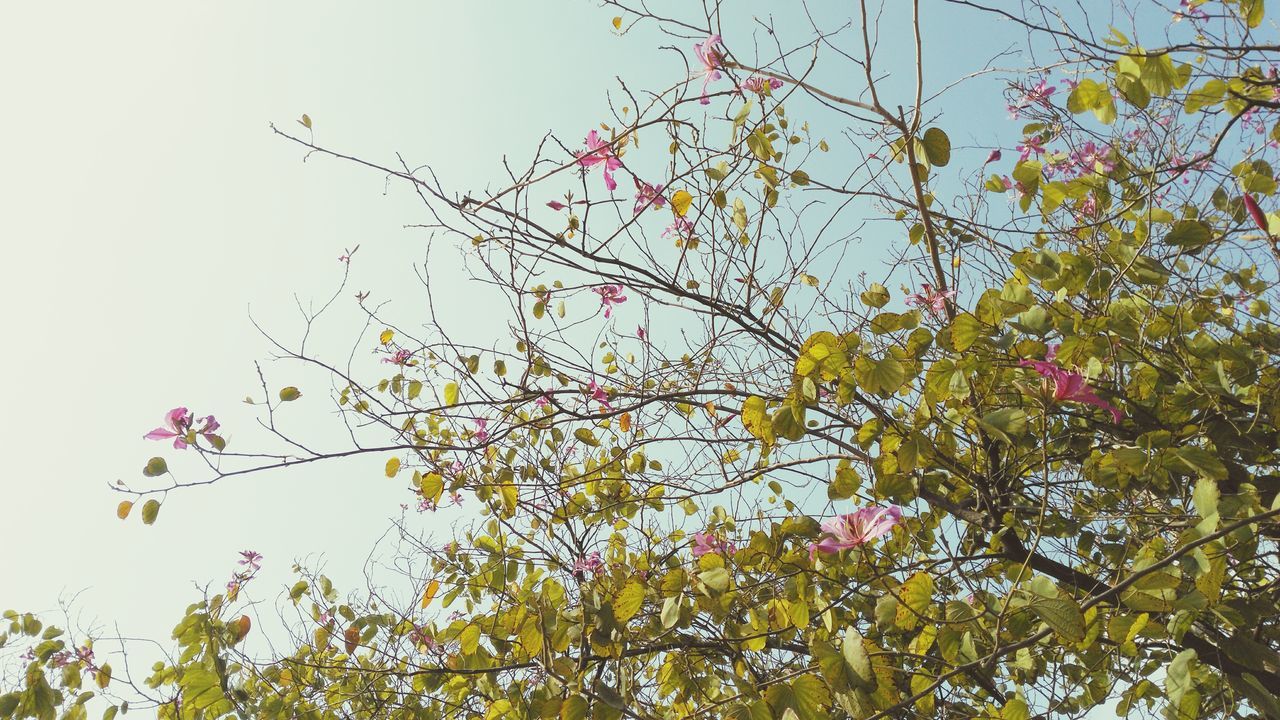 nature, tree, low angle view, sky, no people, outdoors, growth, branch, beauty in nature, day, close-up, animal themes