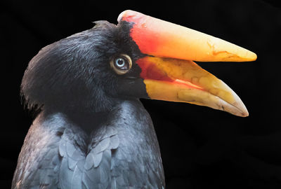 Close-up of a bird