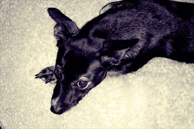 Close-up portrait of a dog