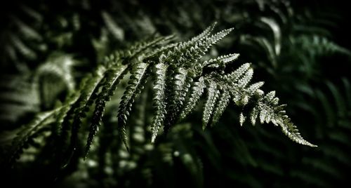 Close-up of plant leaves