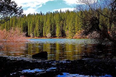 Scenic view of forest