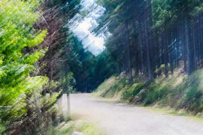 Road amidst trees in forest