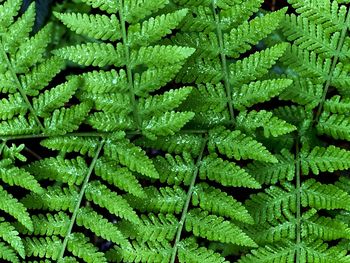 Full frame shot of green leaves