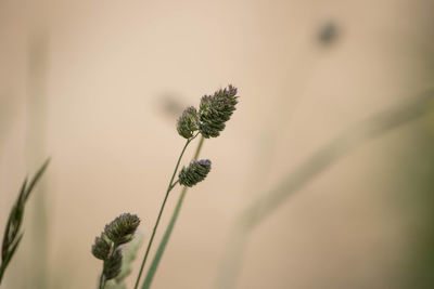 Close-up of flowering plant