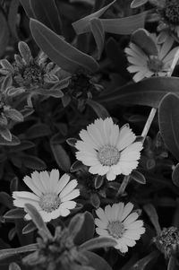 Close-up of flowering plants