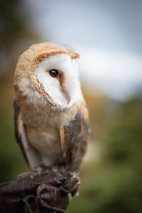 Close-up portrait of owl