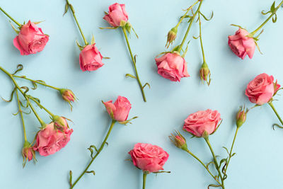 High angle view of pink roses on plant against white background