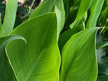 Close-up of fresh green leaves