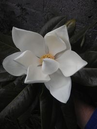 Close-up of frangipani blooming outdoors