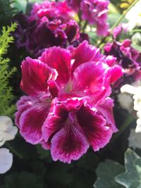 Close-up of flowers blooming outdoors