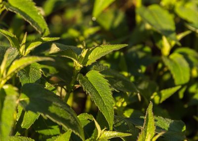 Close-up of fresh green leaves