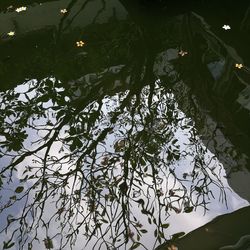 Close-up of lizard on tree against sky