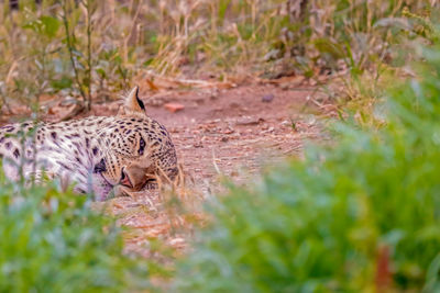 Portrait of leopard lying on field