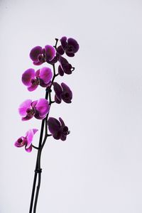 Close-up of purple flowers against white background