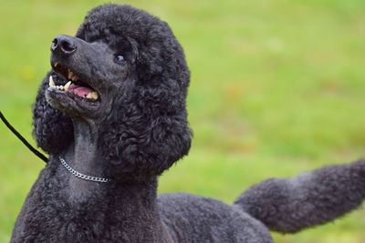 Close-up of a dog looking away