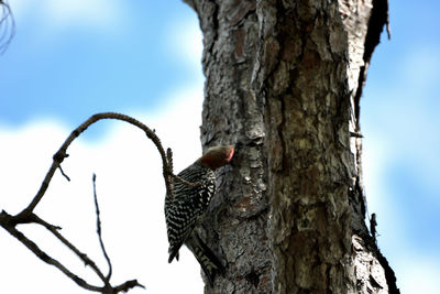 Low angle view of bird perching on tree trunk