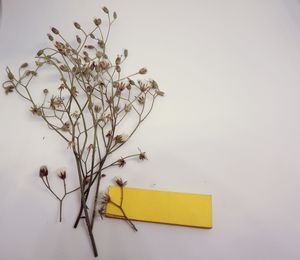 High angle view of yellow and white flowers on table