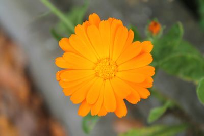 Close-up of orange flower blooming outdoors