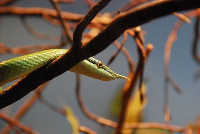 Close-up of snake on tree