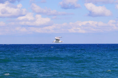 Seagull on sea against sky