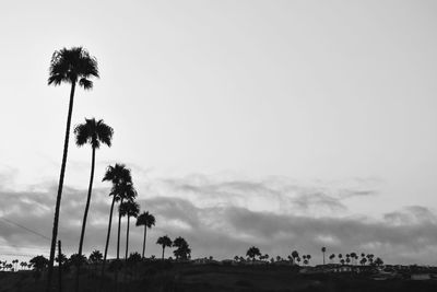 Silhouette palm trees against sky