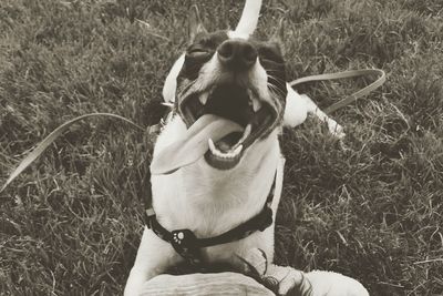 Close-up of dog on field